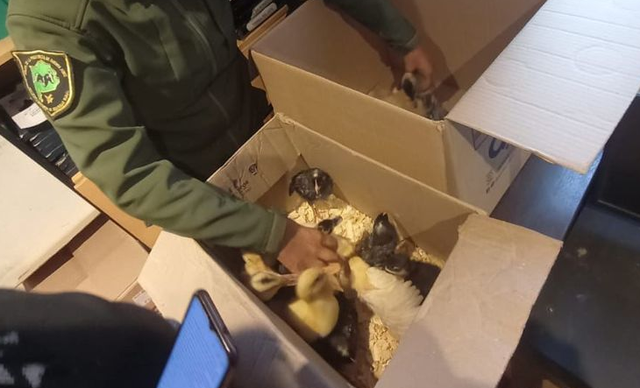 Escobar rescató patos y pollitos que eran comercializados de forma ilegal