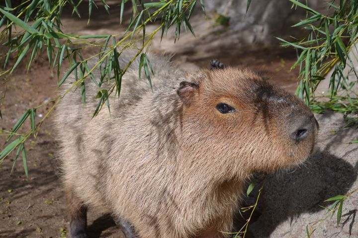 Vuelve #NoSoyMascota, la campaña de bien público que busca desalentar la demanda de fauna silvestre como animales domésticos